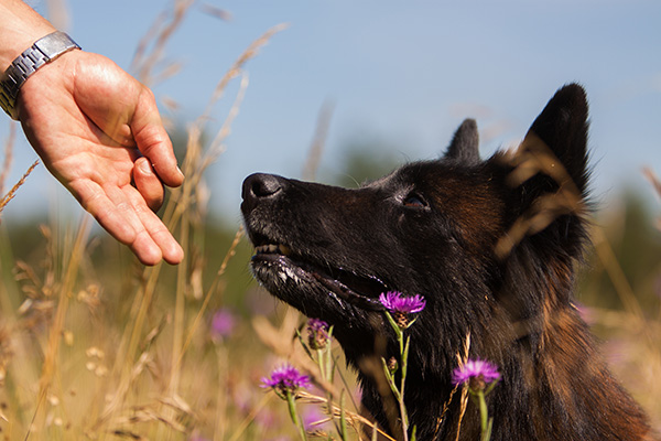 Belohnungssytstem im Hundetraining