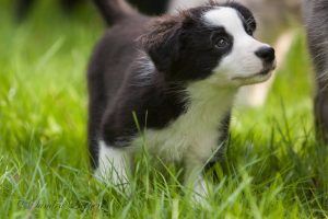 Ein Welpe zieht ein Australian Shepherd Welpe