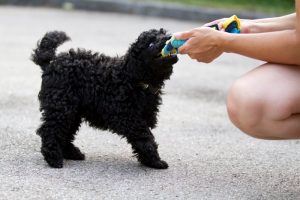 Eine Pudel Welpe spielt mit dem Besitzer ein Zerrspiel