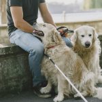 Was ist Kontaktsitzen beim Hund?