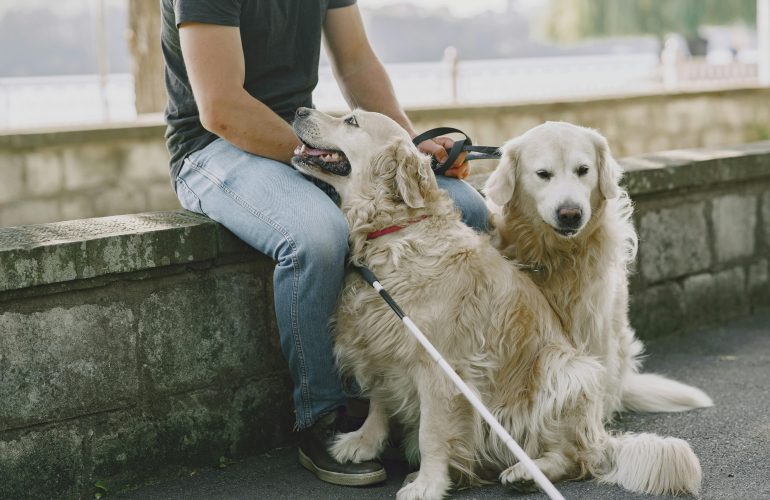 Was ist Kontaktsitzen beim Hund?