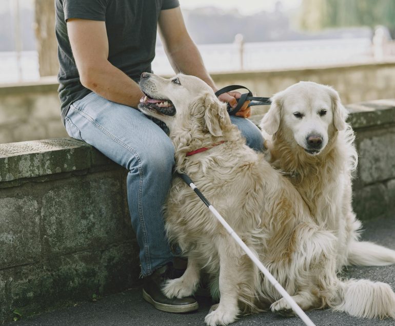 Was ist Kontaktsitzen beim Hund?