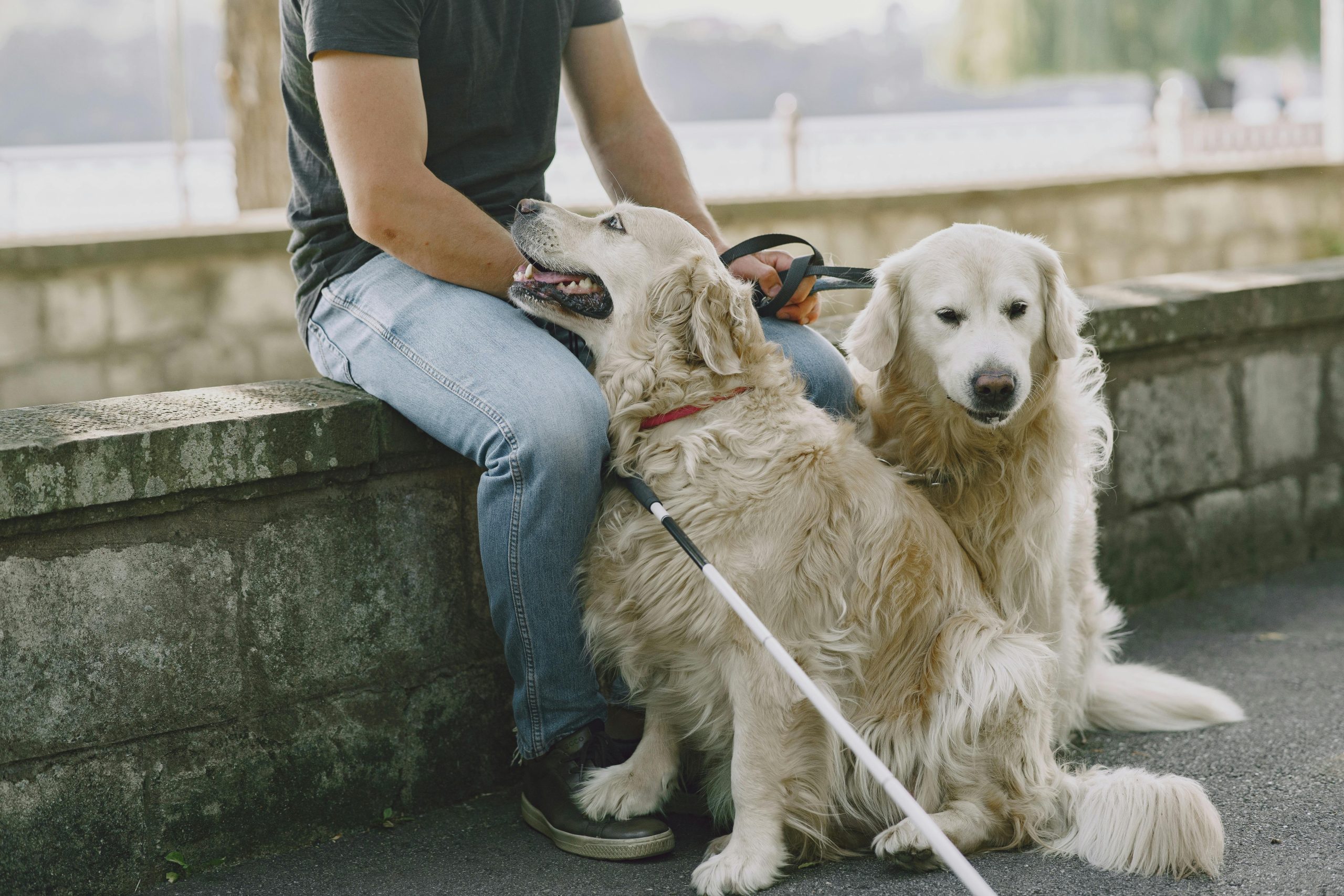 Was ist Kontaktsitzen beim Hund?