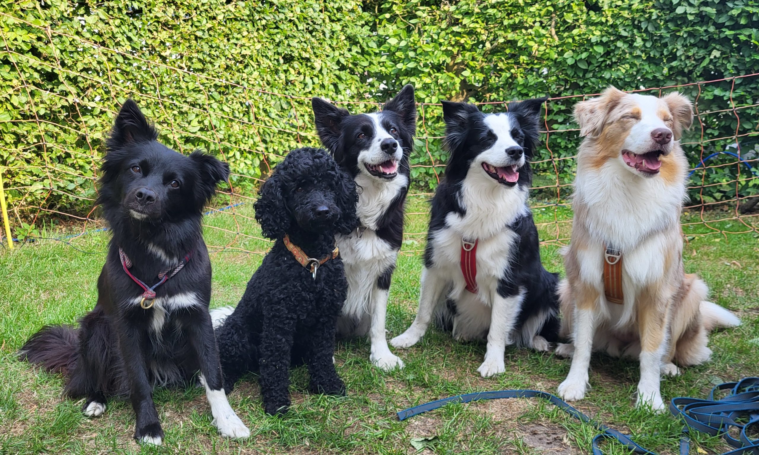 Fjella und Reba Schwestern Rasta Aussies