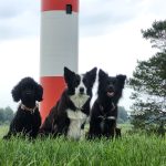 Nordseeturnier 2025 Agility