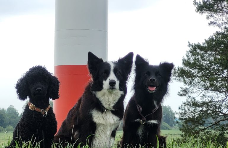 Nordseeturnier 2025 Agility
