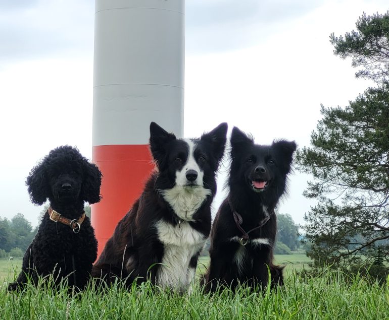 Nordseeturnier 2025 Agility