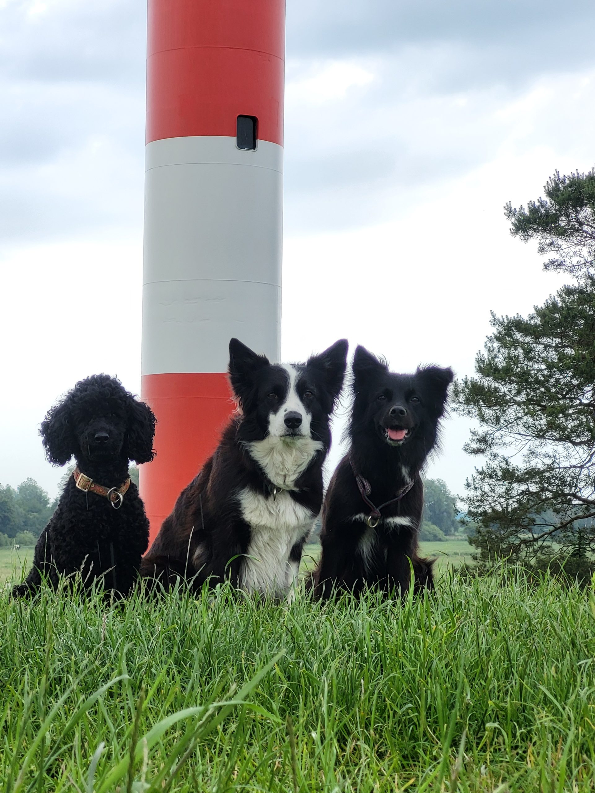 Nordseeturnier 2025 Agility