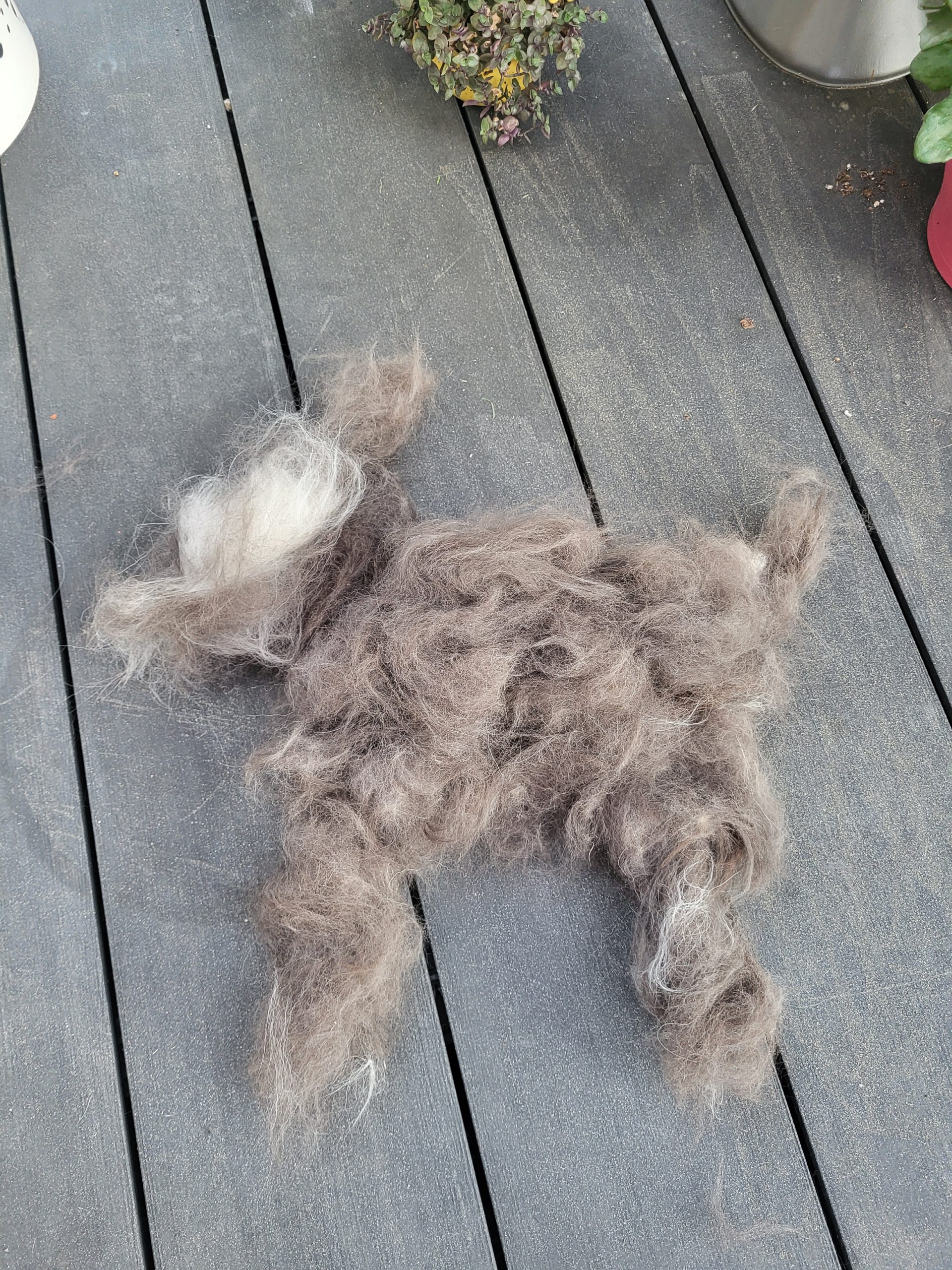 Hund im Sommer scheren? Auskämmen der Unterwolle