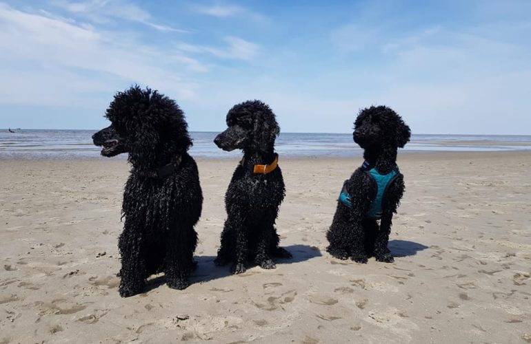 Urlaub mit Hund, Hund bei Hitze