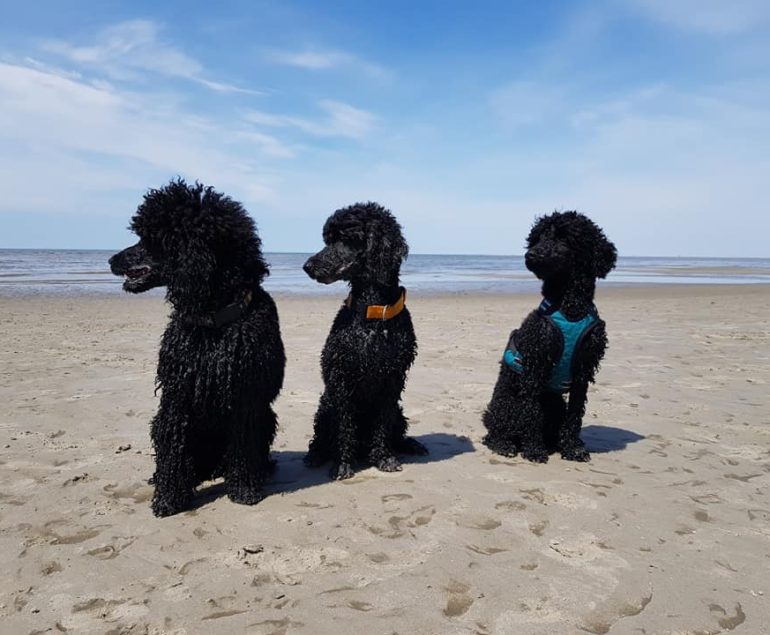 Urlaub mit Hund, Hund bei Hitze