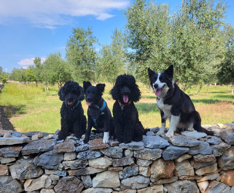 Hunde in Kroatien