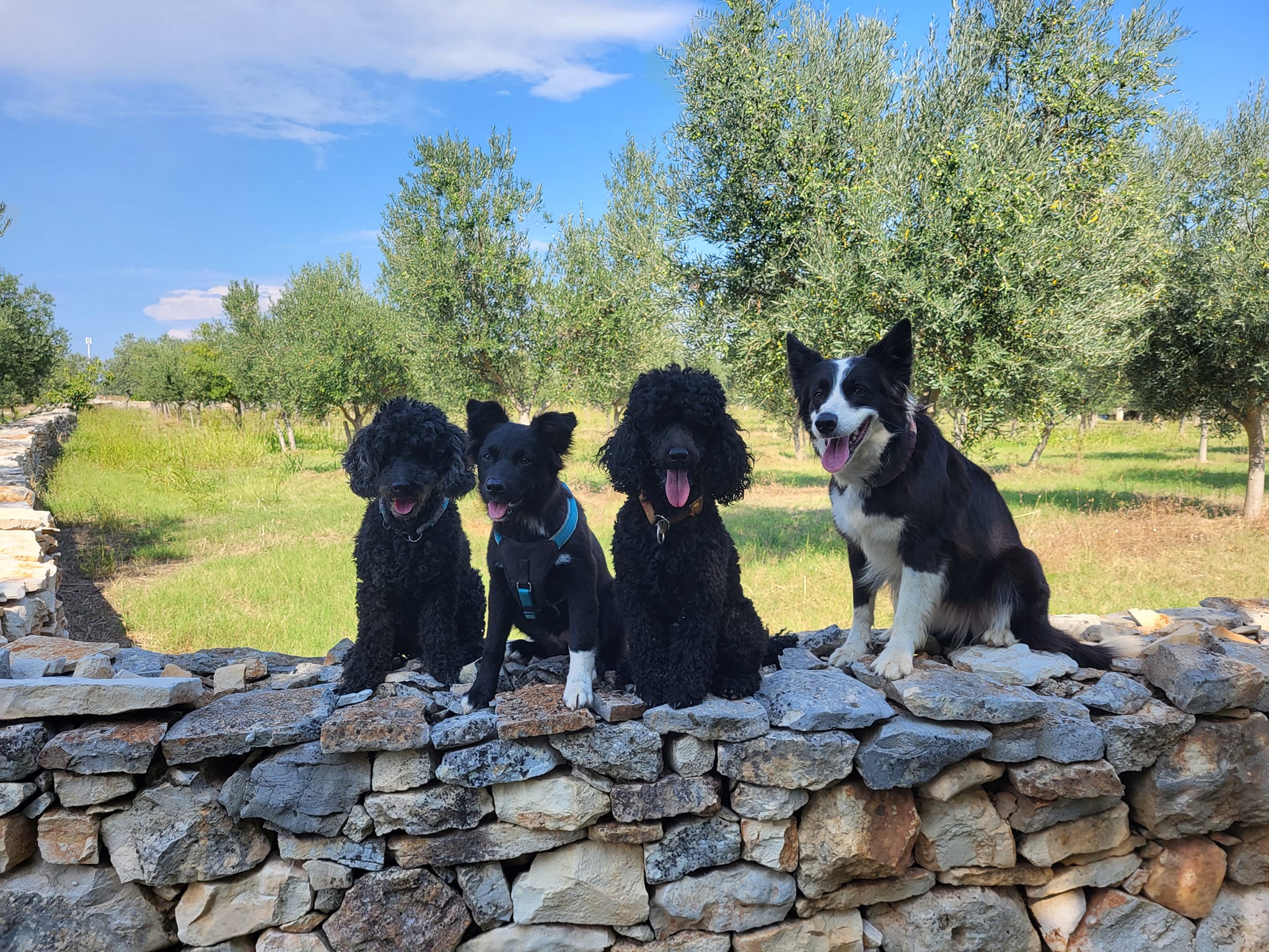 Hunde in Kroatien