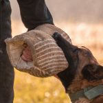 Belohnungshierarchie Belohnungssystem im Hundetraining