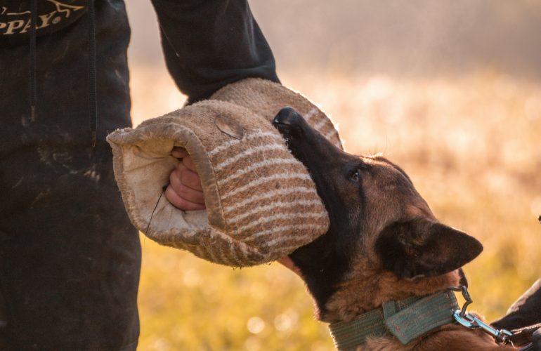 Belohnungshierarchie Belohnungssystem im Hundetraining