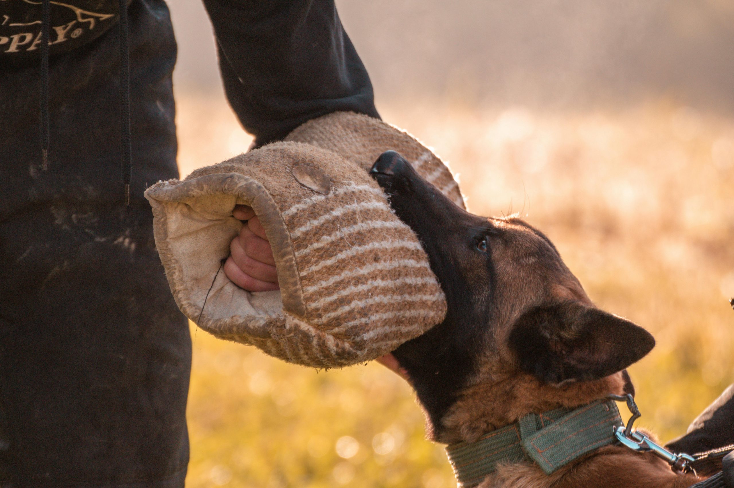 Belohnungshierarchie Belohnungssystem im Hundetraining