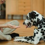 Richtiges Timing im Hundetraining