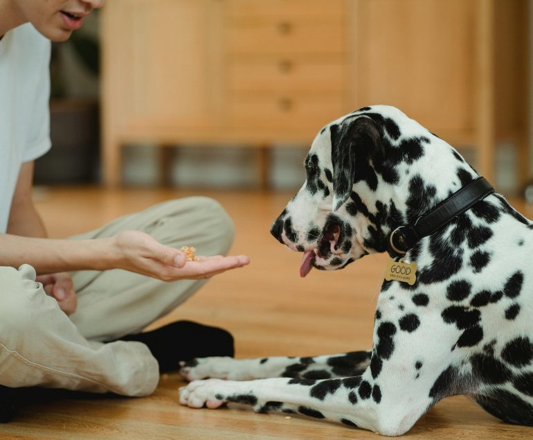 Richtiges Timing im Hundetraining