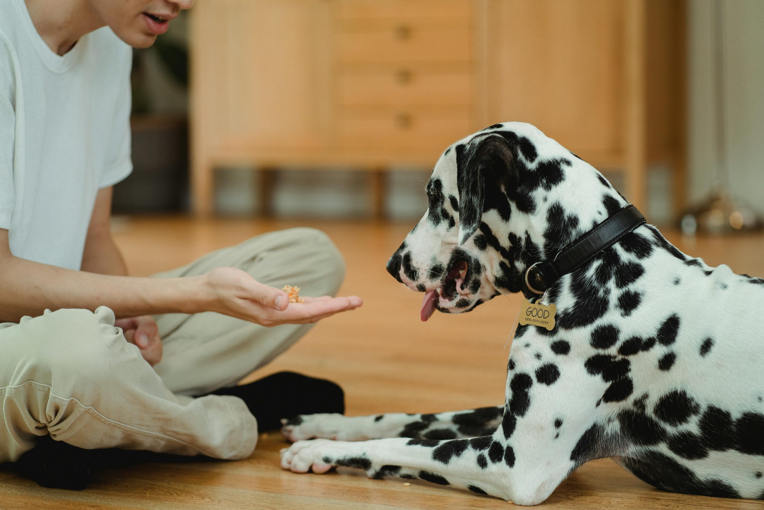 Richtiges Timing im Hundetraining