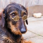 Belohnungen im Hundetraining - Fluch oder Segen?