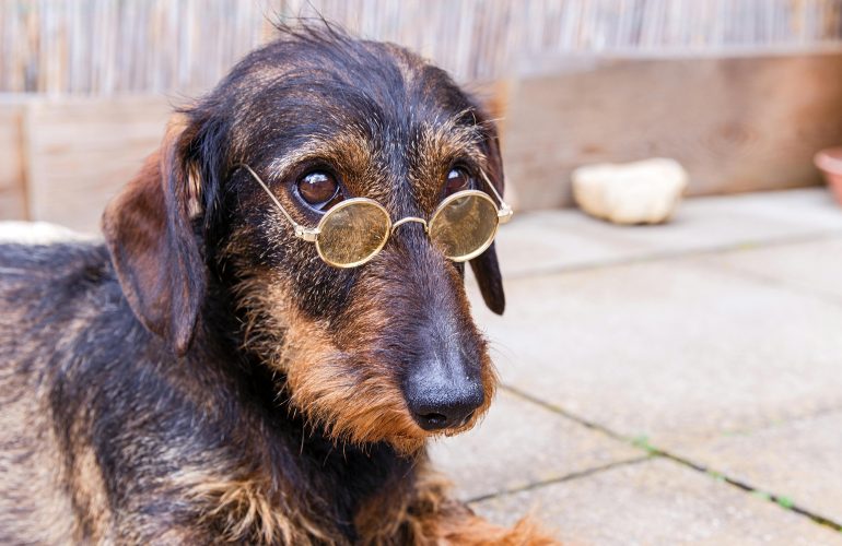 Belohnungen im Hundetraining - Fluch oder Segen?