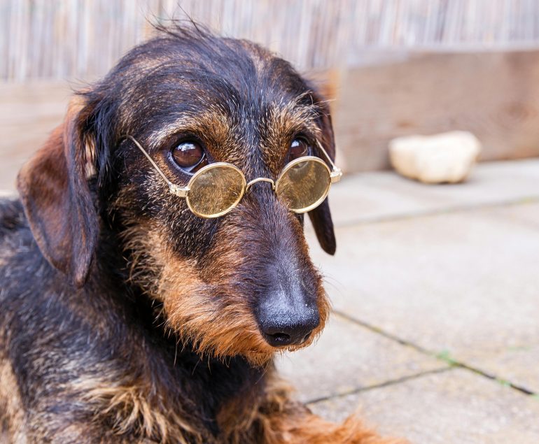 Belohnungen im Hundetraining - Fluch oder Segen?