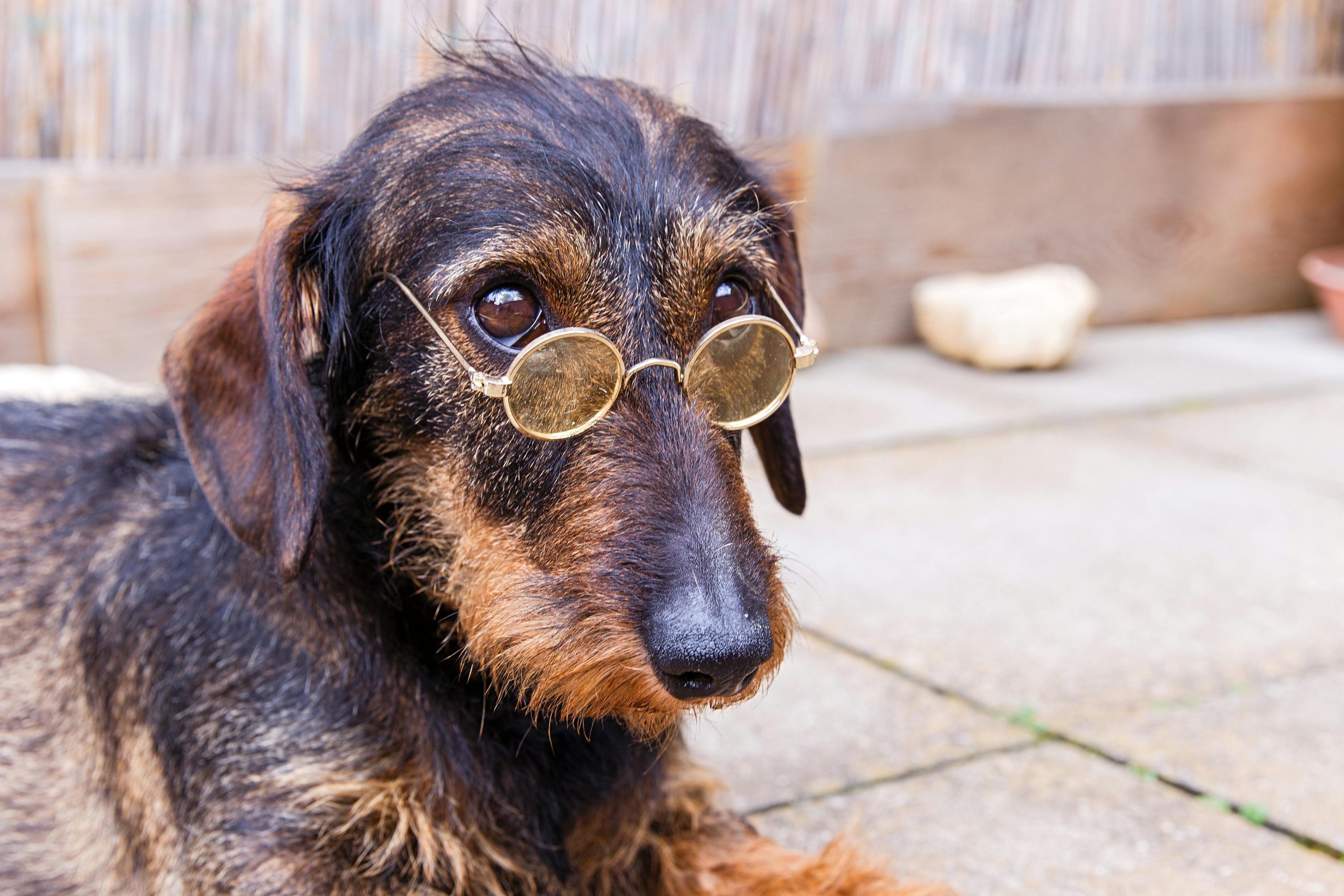 Belohnungen im Hundetraining - Fluch oder Segen?
