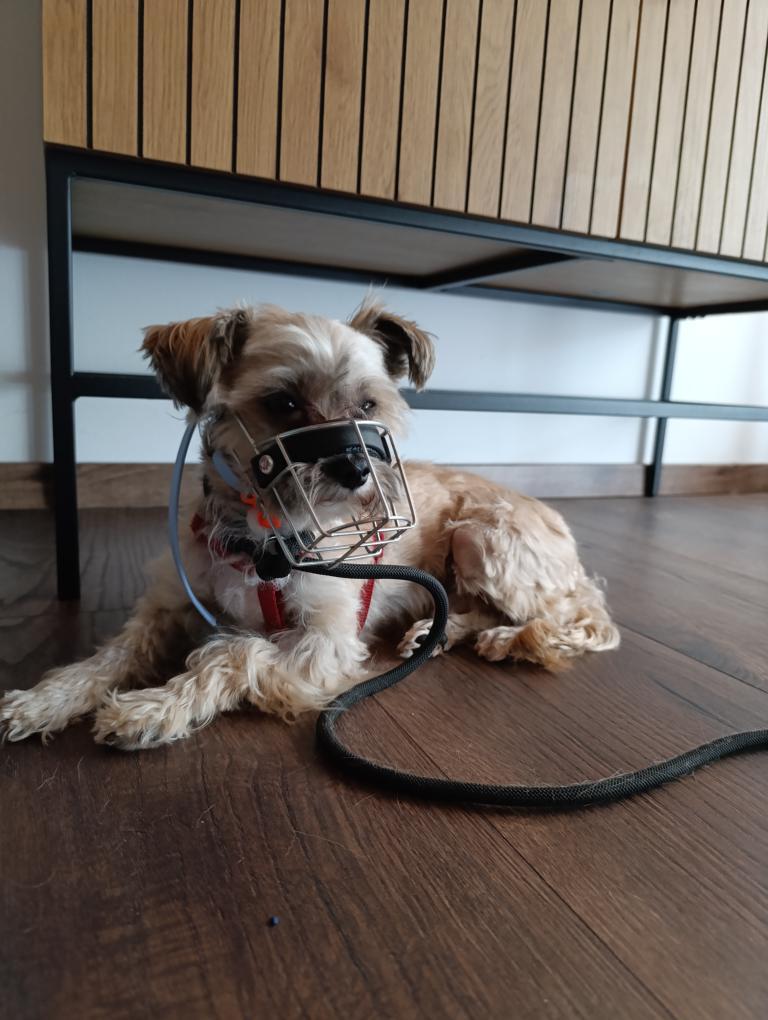 Pflegestelle Hund Monatsrückblick Hundeschule Kissing
