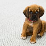 Abbruchsignal im Hundetraining