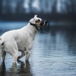 Hund Maulkorb Hundetraining
