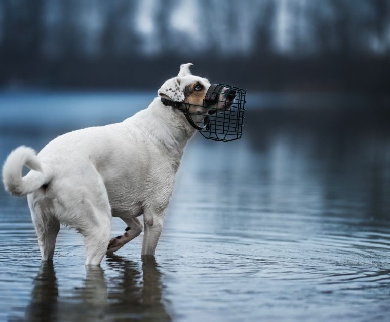 Hund Maulkorb Hundetraining