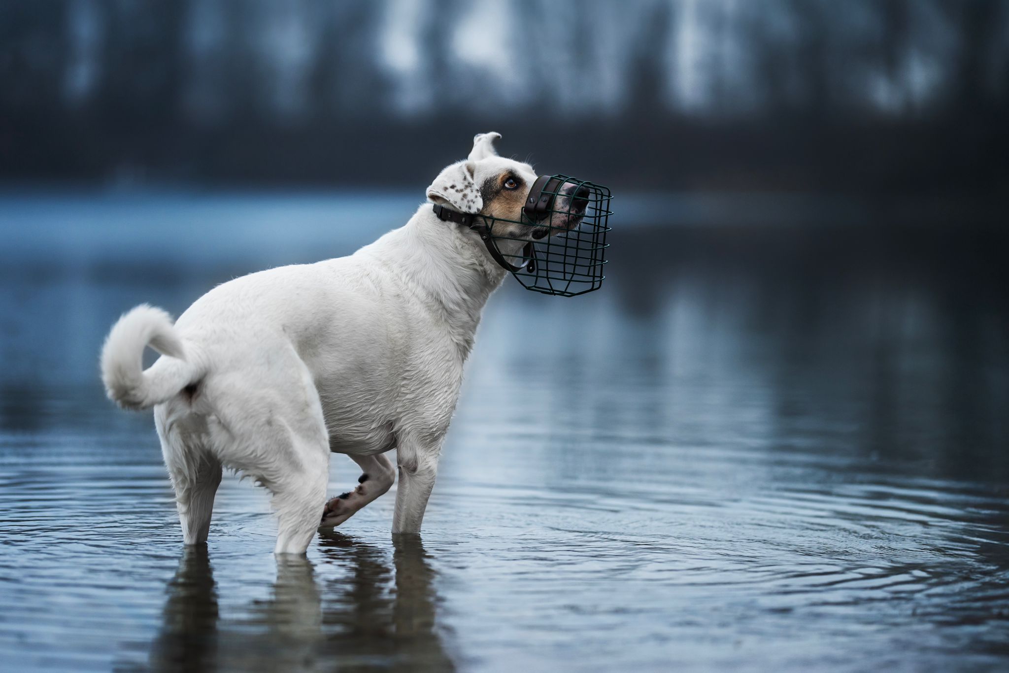 Hund Maulkorb Hundetraining