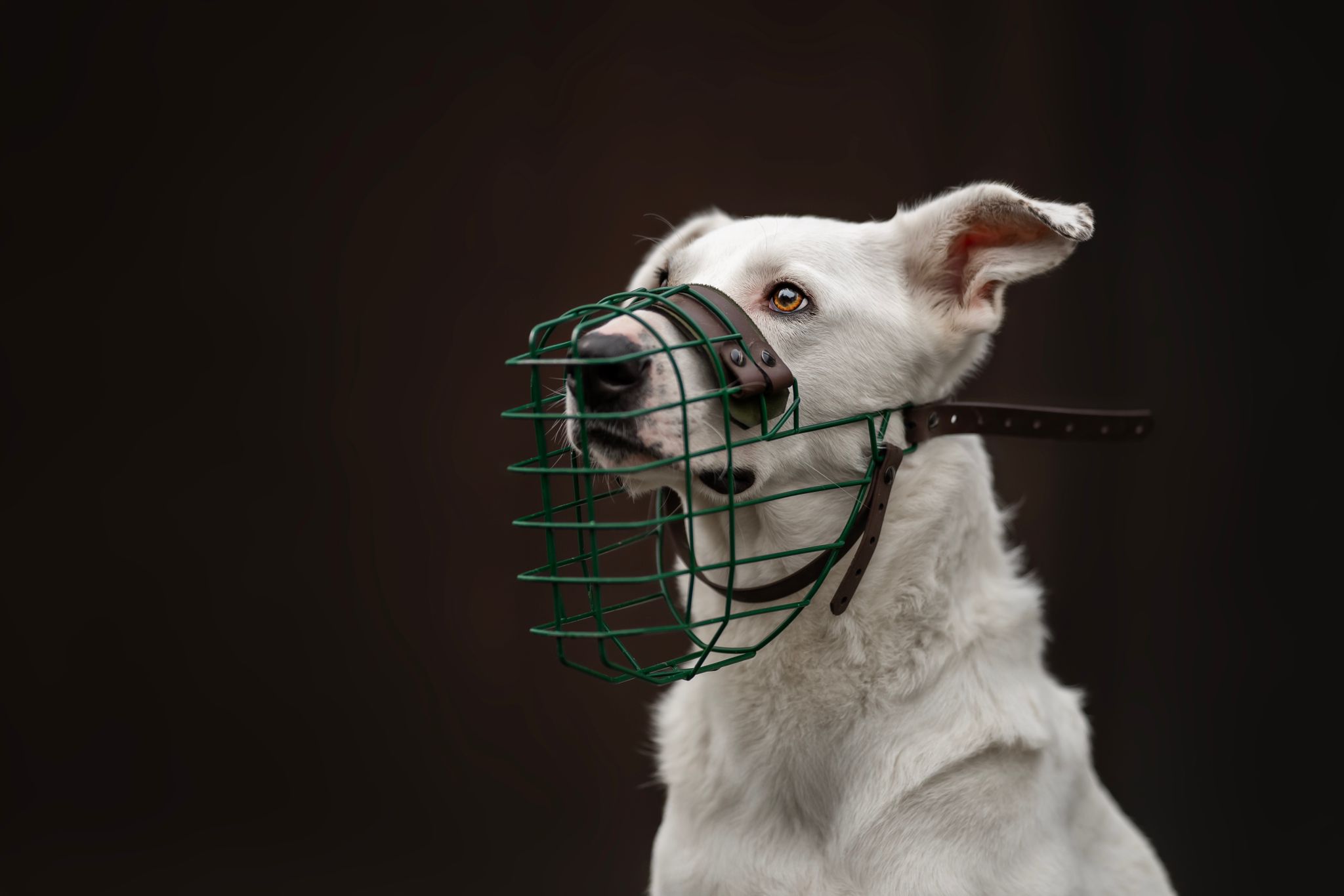 Hund mit Maulkorb