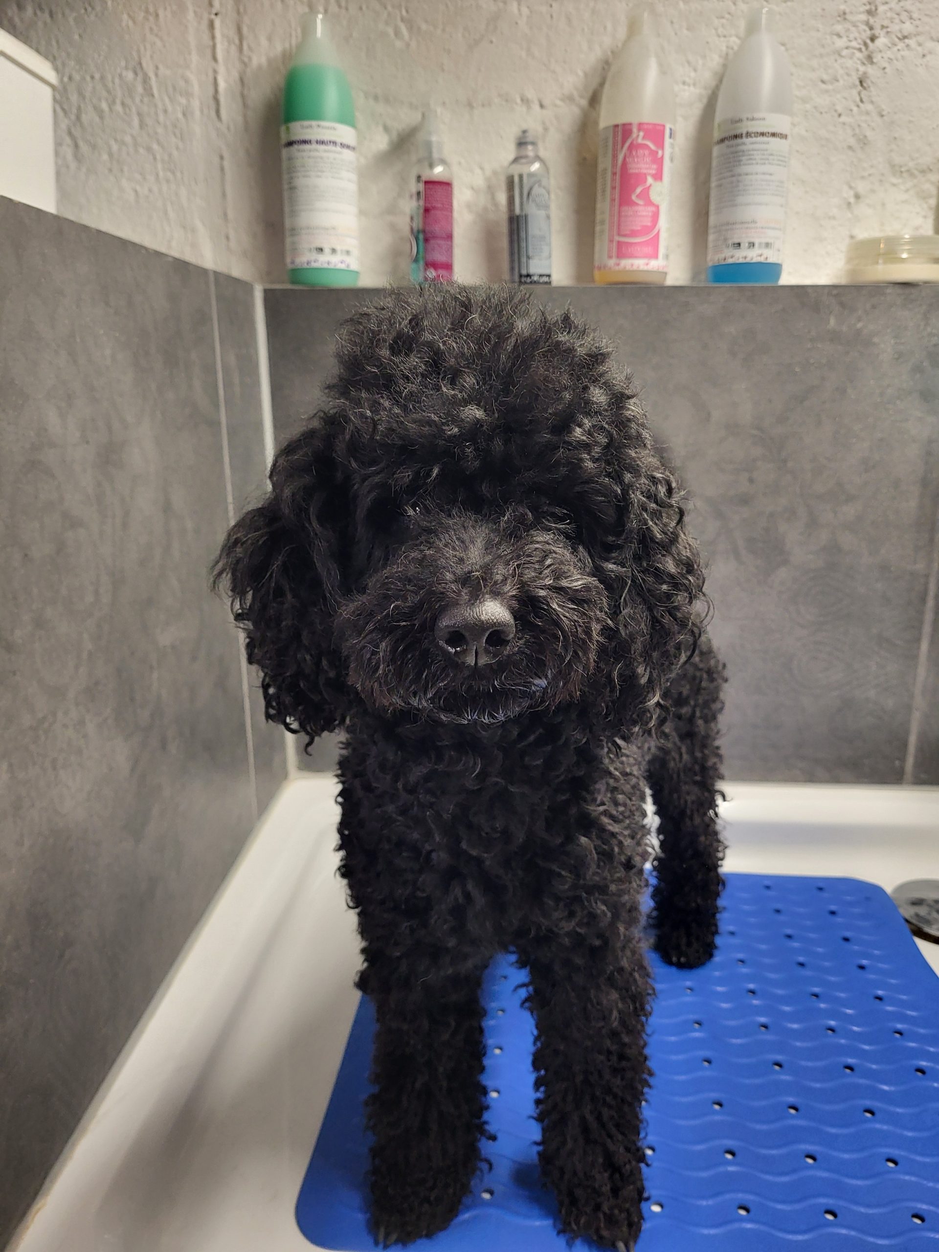 Hund Herbst Dusche Hundedusche