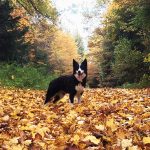 Hund Herbst Tipps