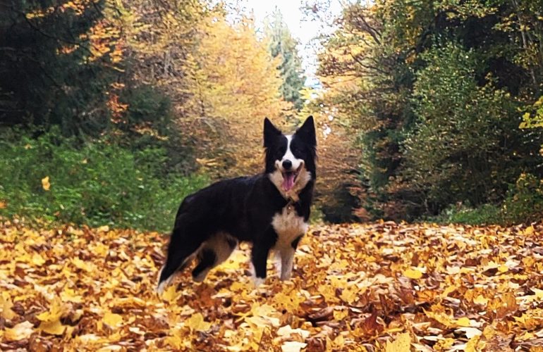 Hund Herbst Tipps