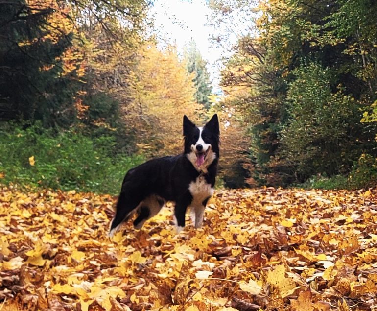 Hund Herbst Tipps
