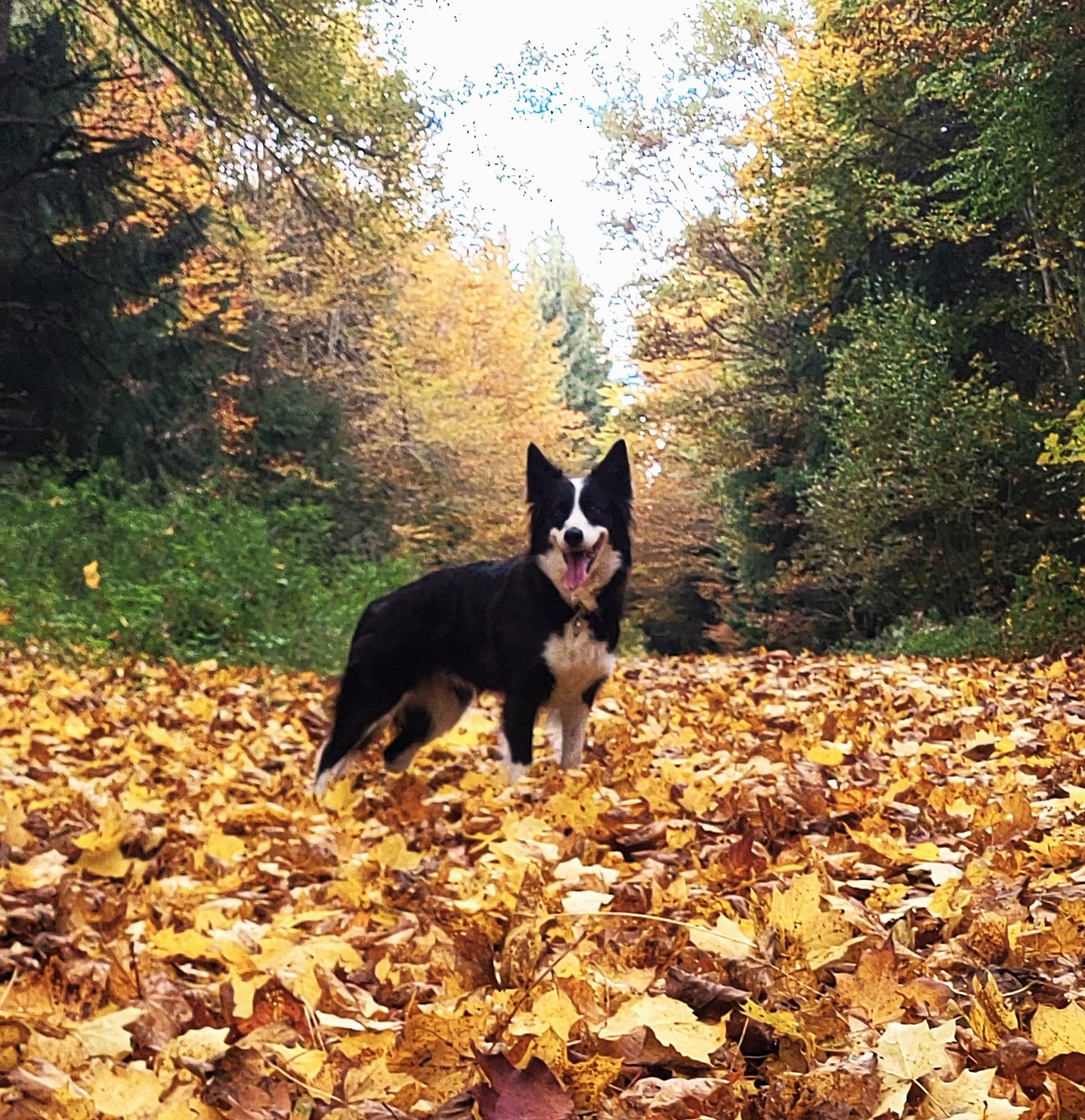 Hund Herbst Tipps
