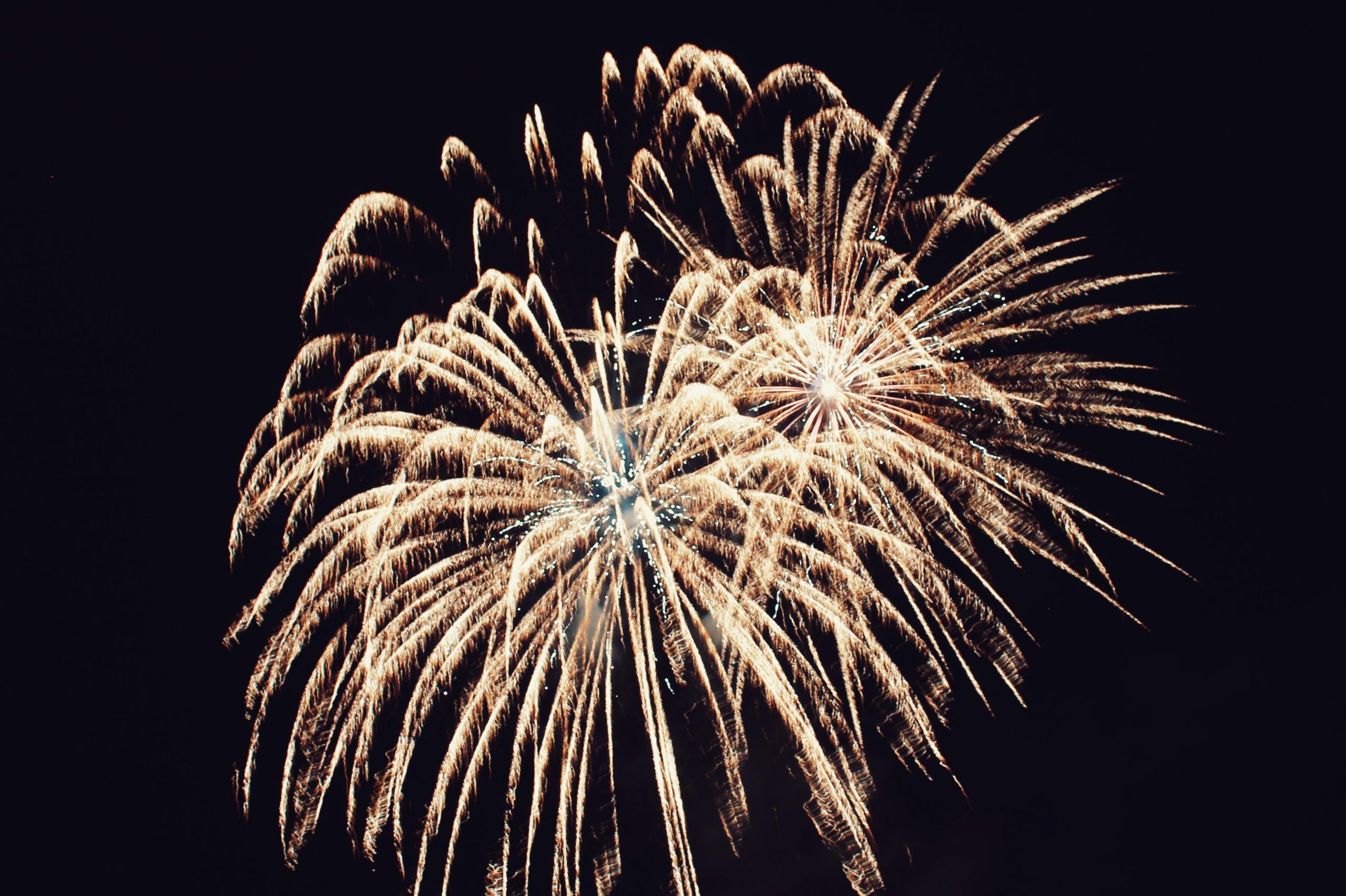 Silvester mit Hund Silvesterangst Feuerwerk
