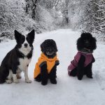 3 Sitzende Hunde mit warmem Wintermantel im Schnee – Symbolbild für sinnvollen Kälteschutz bei Hunden.