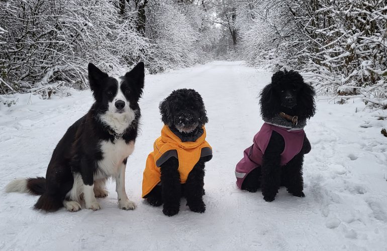 3 Sitzende Hunde mit warmem Wintermantel im Schnee – Symbolbild für sinnvollen Kälteschutz bei Hunden.