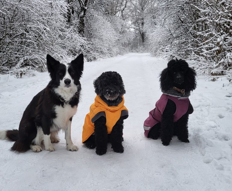 3 Sitzende Hunde mit warmem Wintermantel im Schnee – Symbolbild für sinnvollen Kälteschutz bei Hunden.