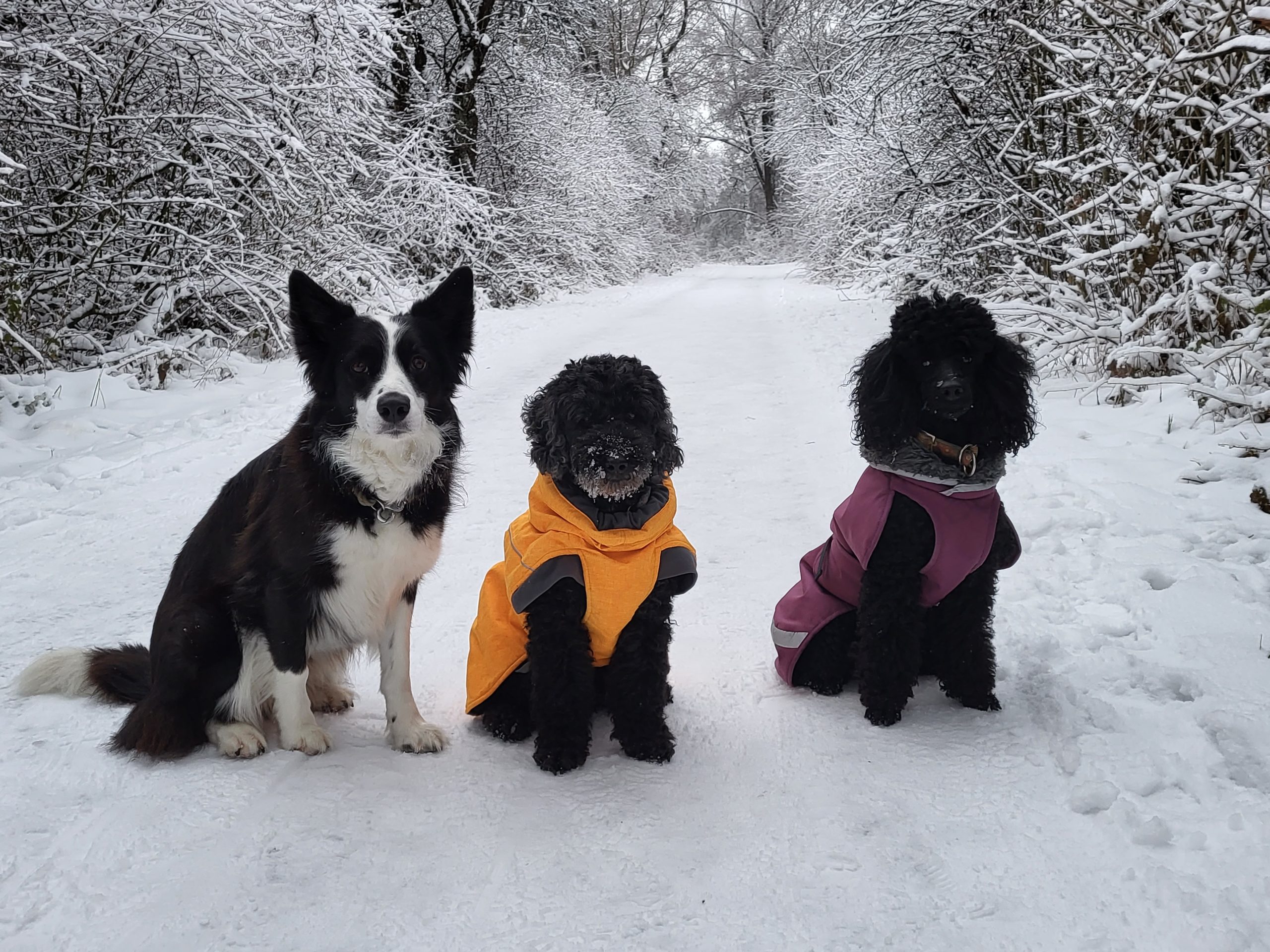3 Sitzende Hunde mit warmem Wintermantel im Schnee – Symbolbild für sinnvollen Kälteschutz bei Hunden.