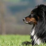 Kommunikation in der Mensch-Hund-Beziehung. So verstehst Du Deinen Hund.