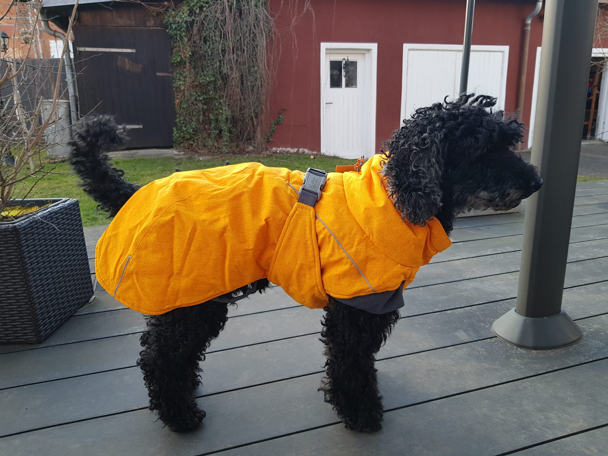 Ein Pudel mit gut sitzendem Hundemantel, der alle wichtigen Körperregionen abdeckt