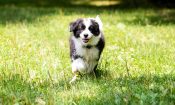 puppy-dog-running-on-green-meadow-border-collie-2021-12-09-08-27-46-utc_xss